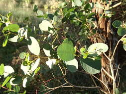 Слика од Eucalyptus ovata Labill.