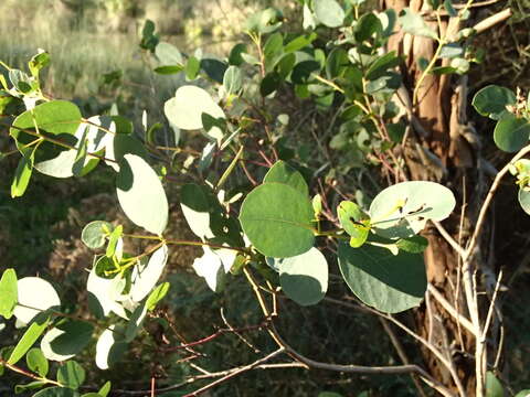 Image de Eucalyptus ovata Labill.