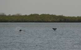 Image of Atlantic Hump-backed Dolphin