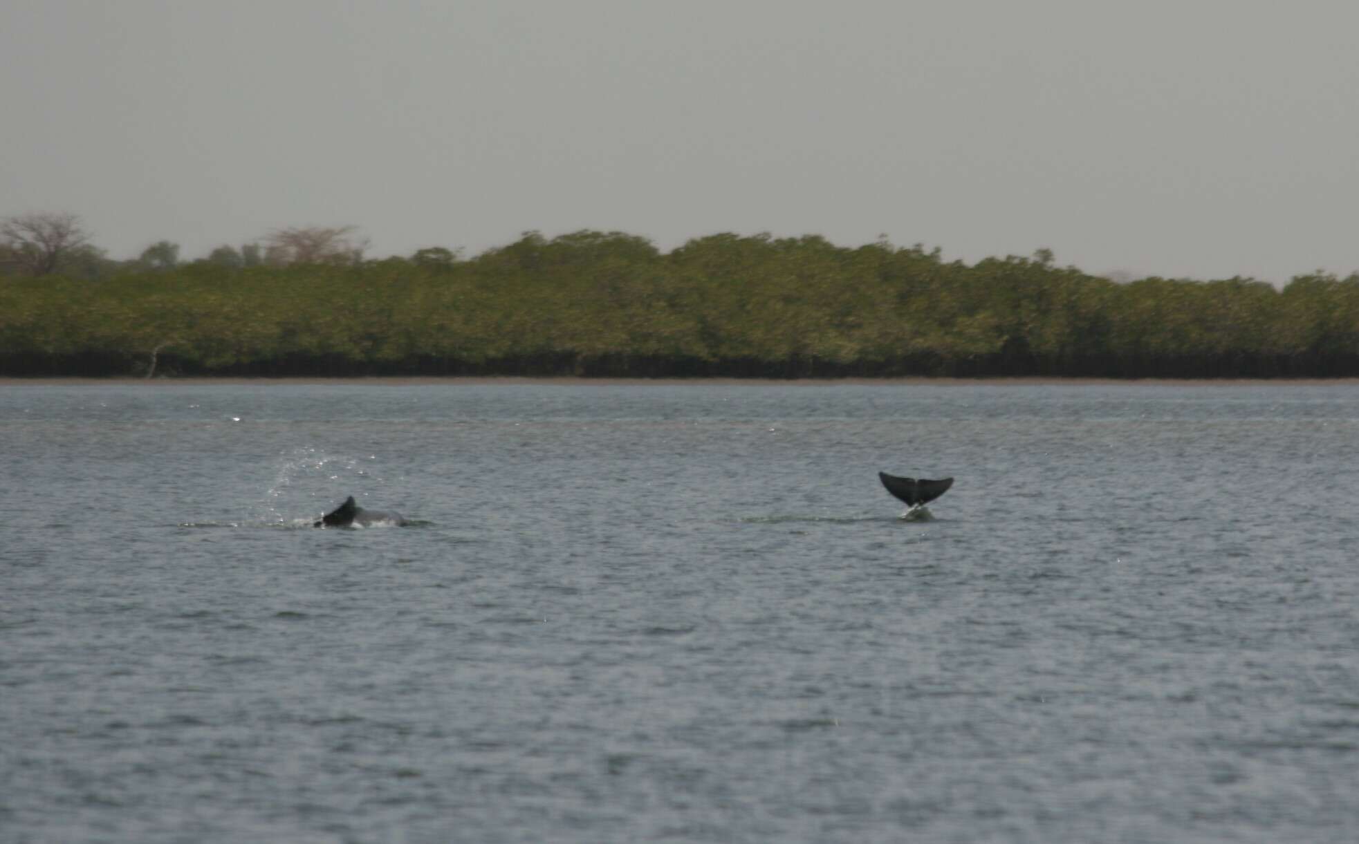 Image of Atlantic Hump-backed Dolphin