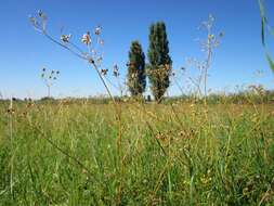 Image of wild parsnip