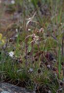 Image of Chameleon orchid