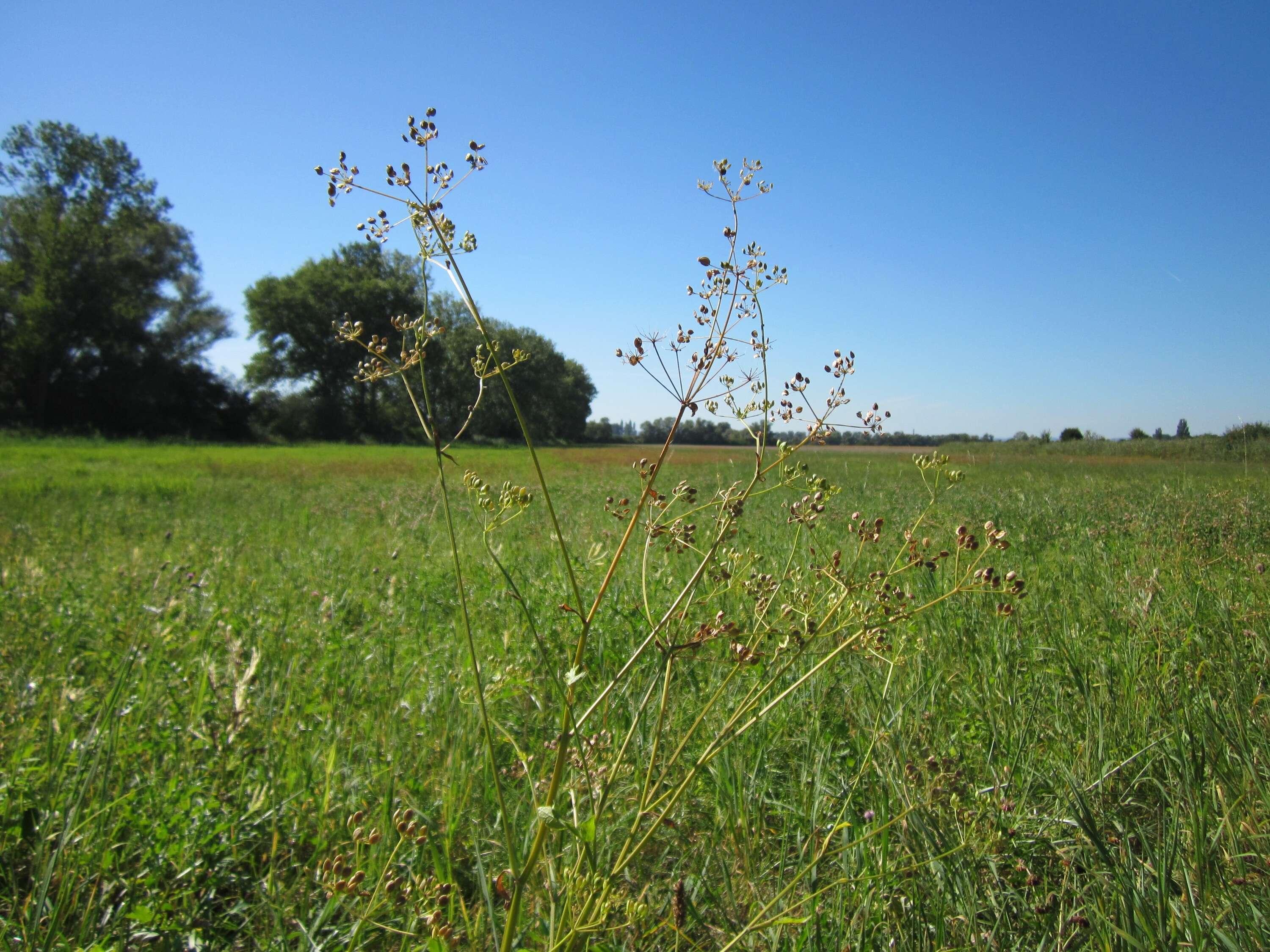 Image of wild parsnip