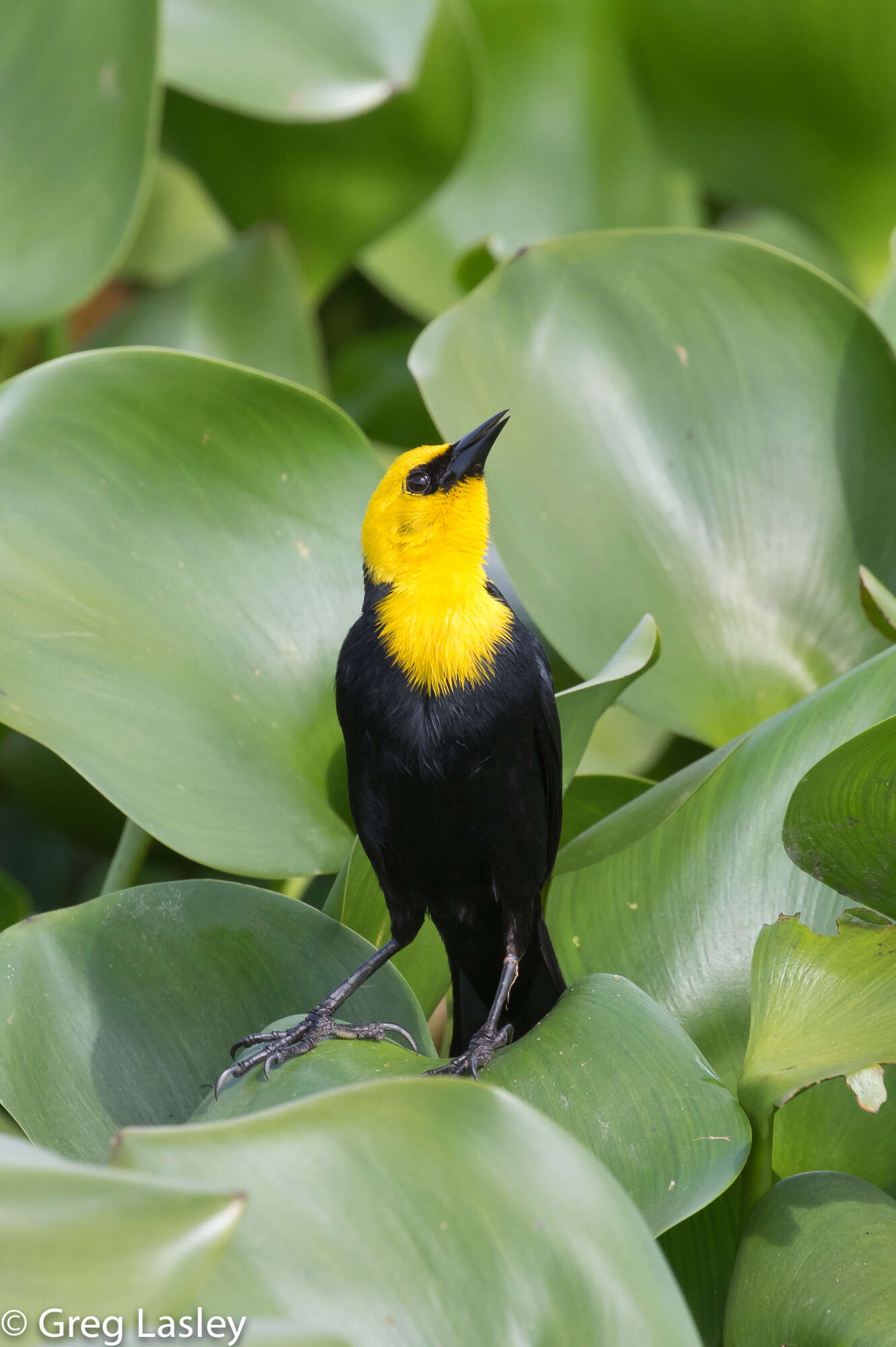 Image of Yellow-hooded Blackbird