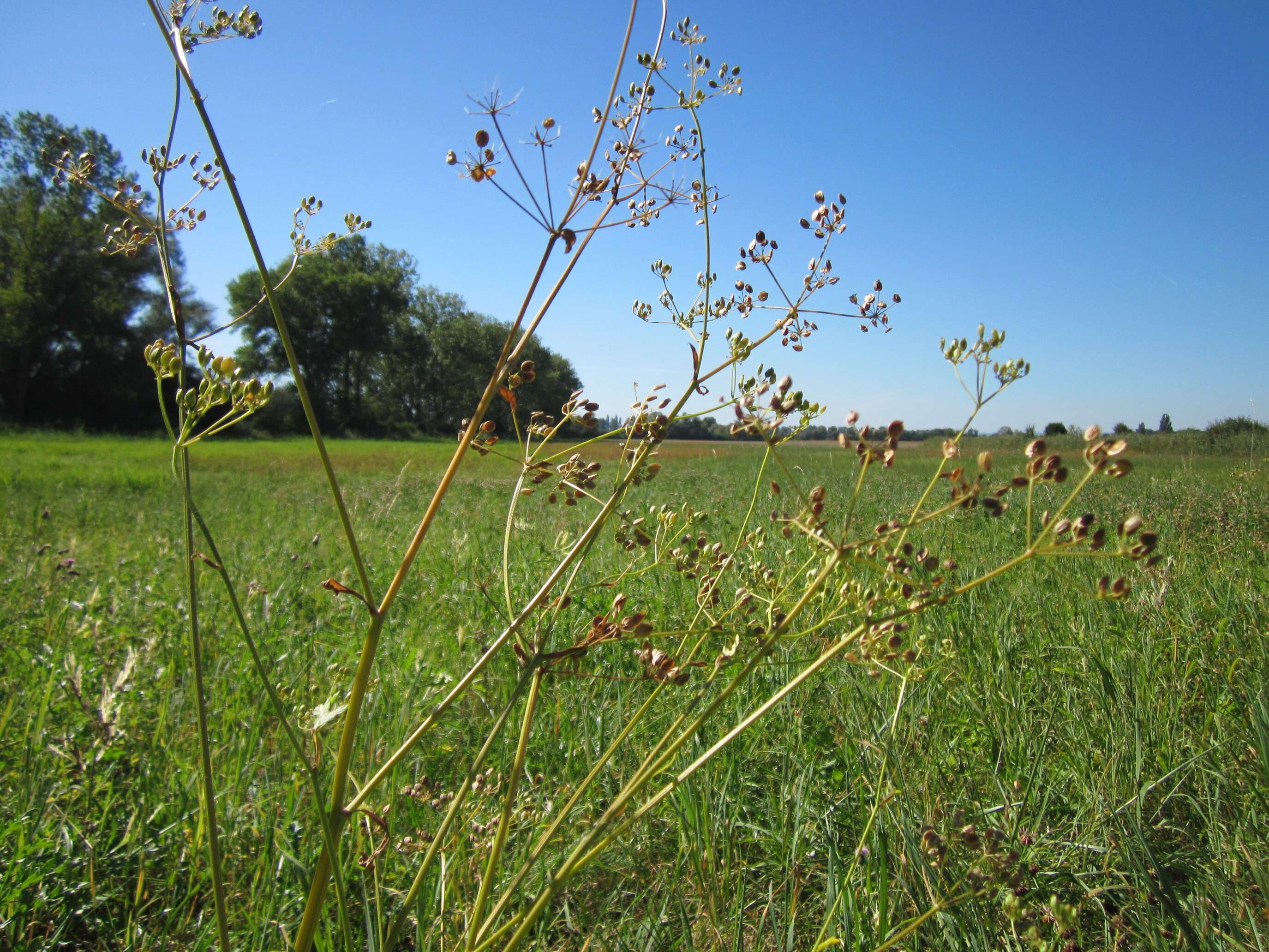 Image of wild parsnip