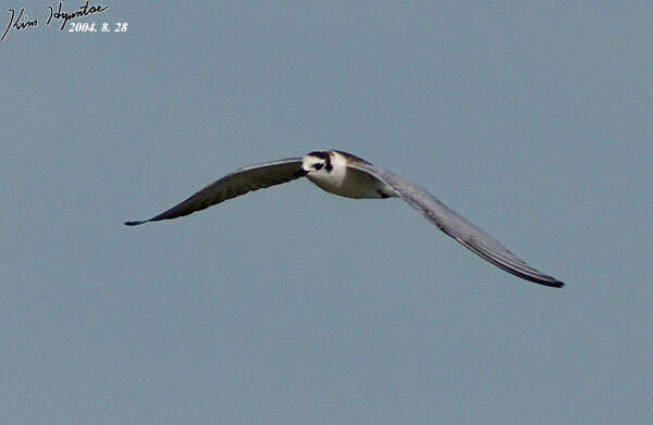 Image of White-winged Black Tern