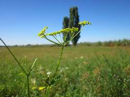 Imagem de Pastinaca sativa L.