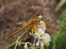 Image of Yellow-winged Darter