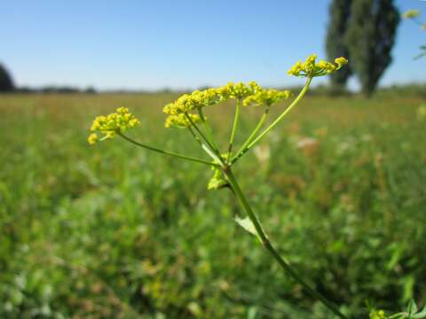 Image of wild parsnip