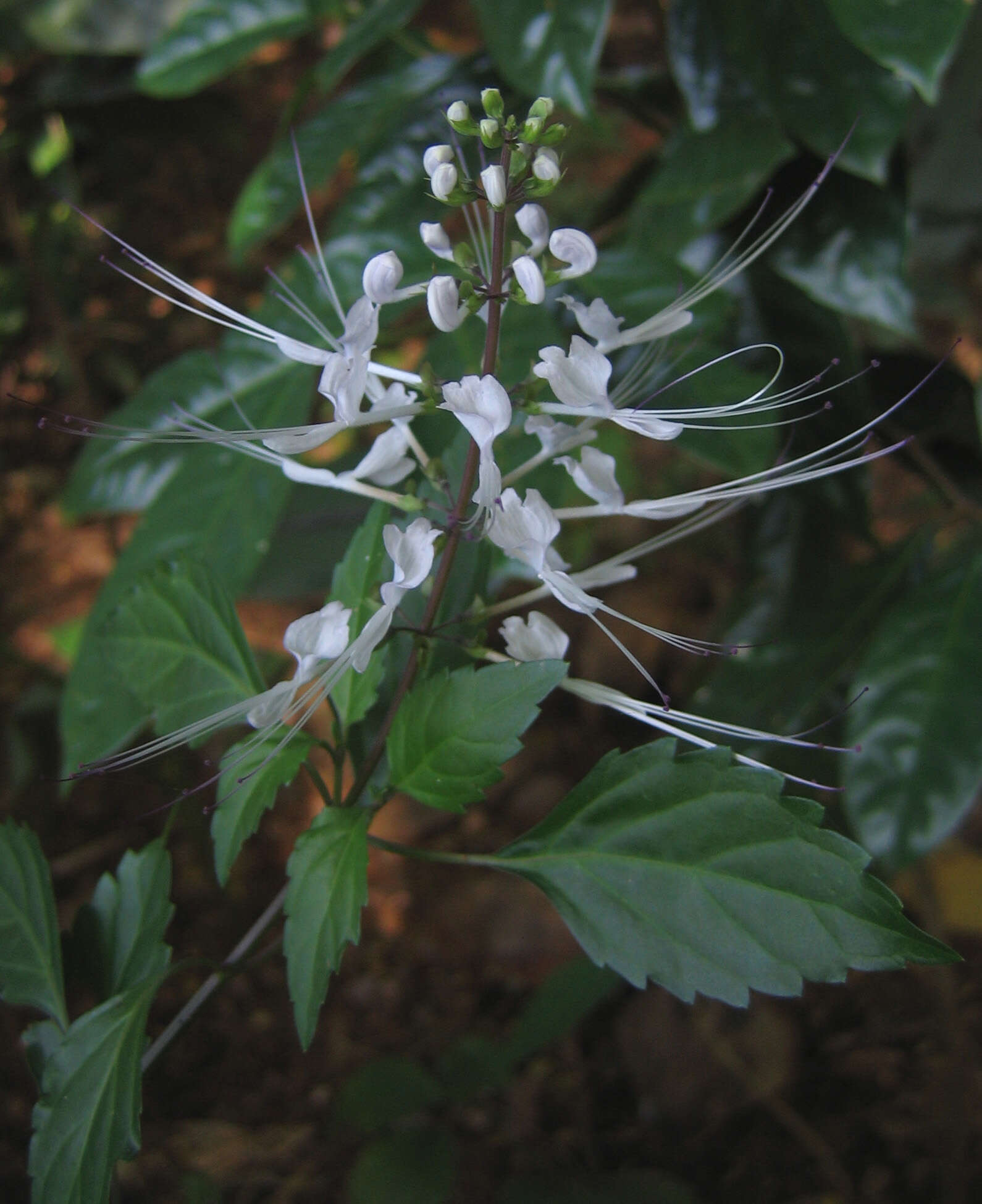 Image of Orthosiphon aristatus var. aristatus