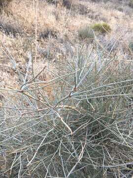 Image of Gray Ephedra