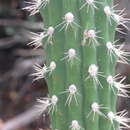 Image of Prickly Apple Cactus