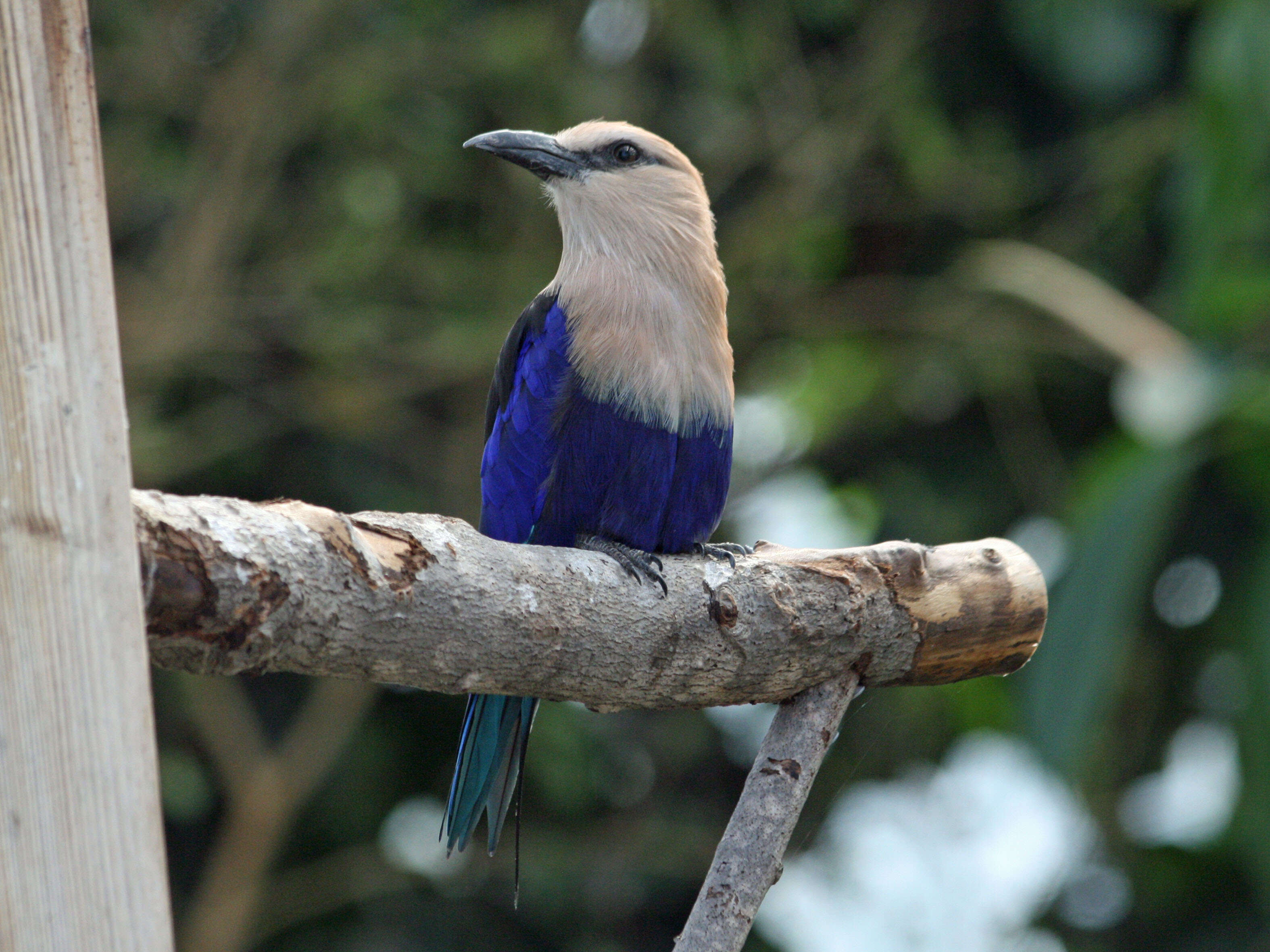 Image of Blue-bellied Roller