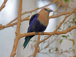 Image of Blue-bellied Roller