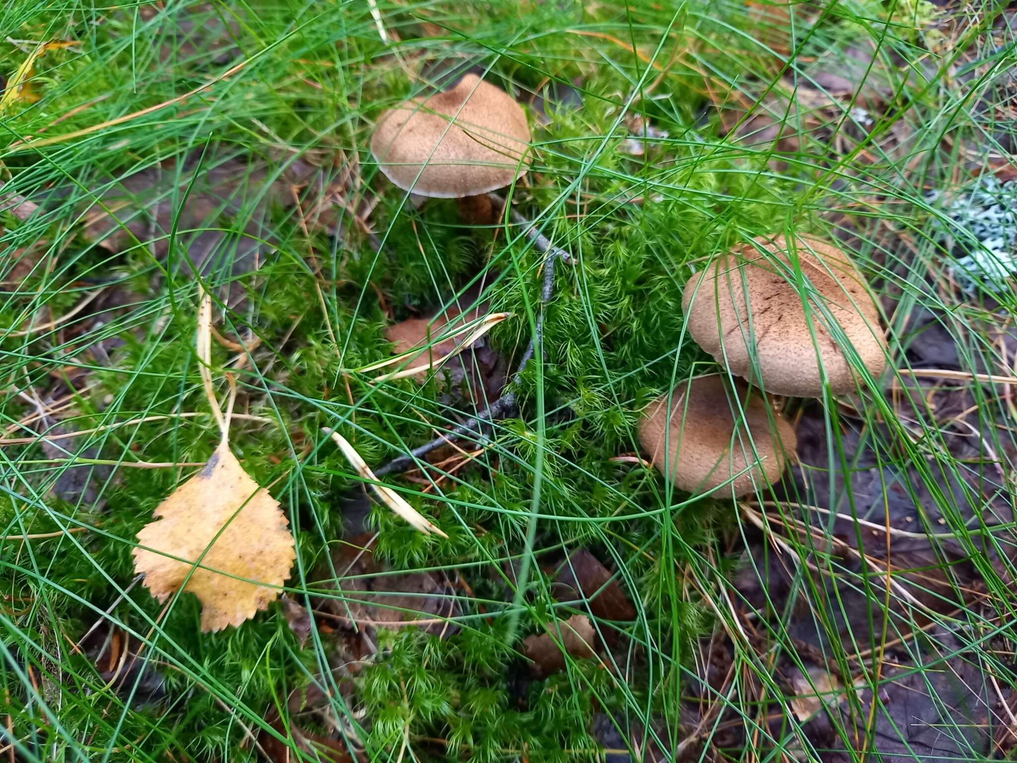 Image of Cortinarius pholideus (Lilj.) Fr. 1838