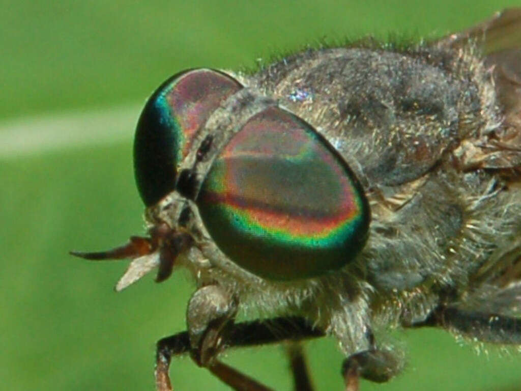 Image of Tabanus bromius Linnaeus 1758