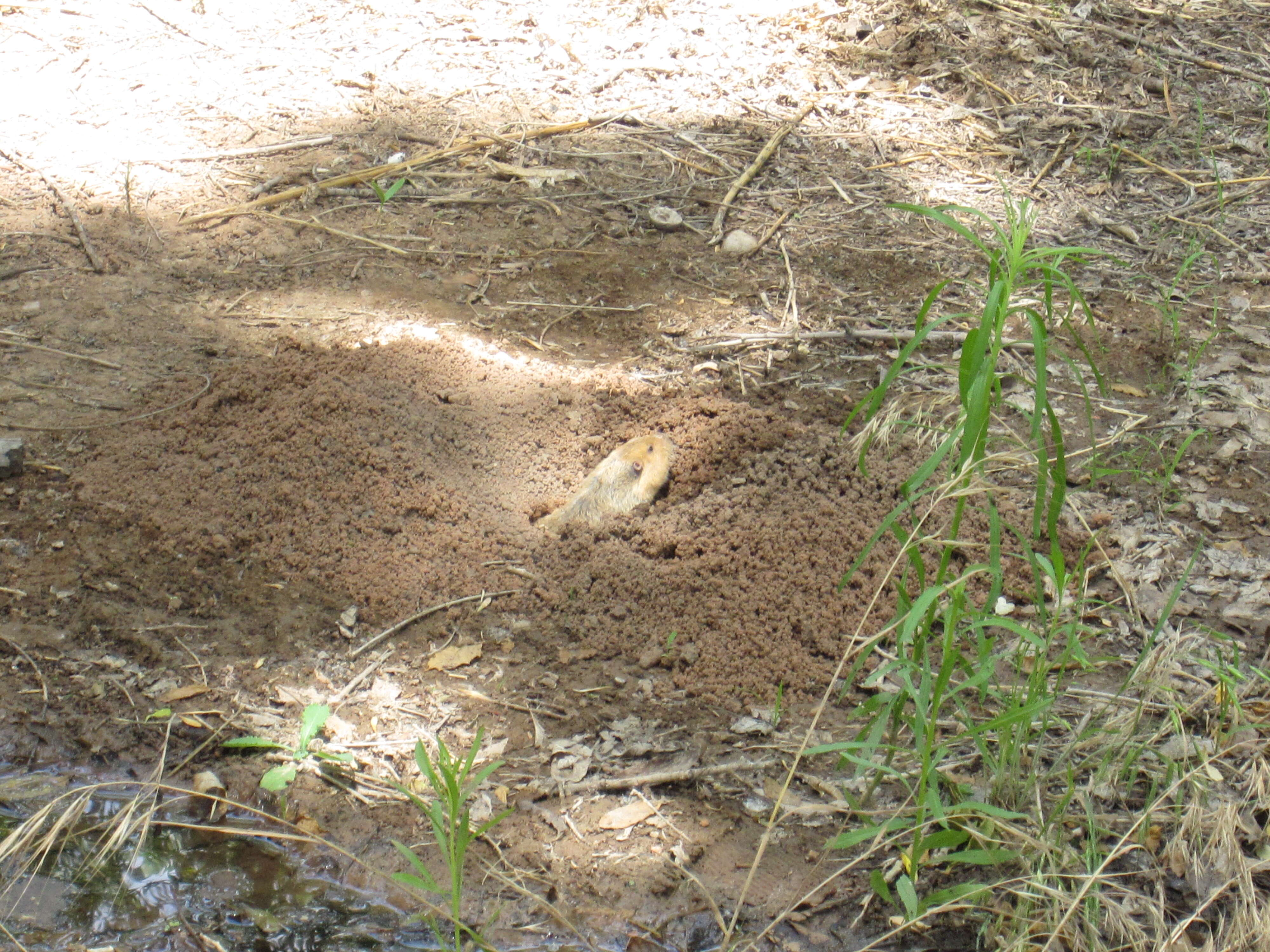 Image of Smooth-toothed pocket gopher