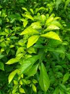 Acalypha siamensis Oliv. ex Gage resmi