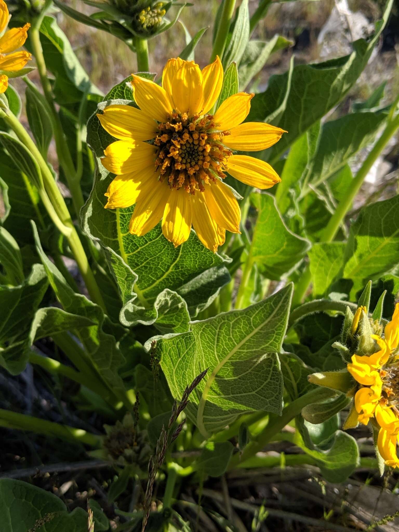 Image of Carey's balsamroot