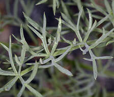 Image of Utah desertparsley