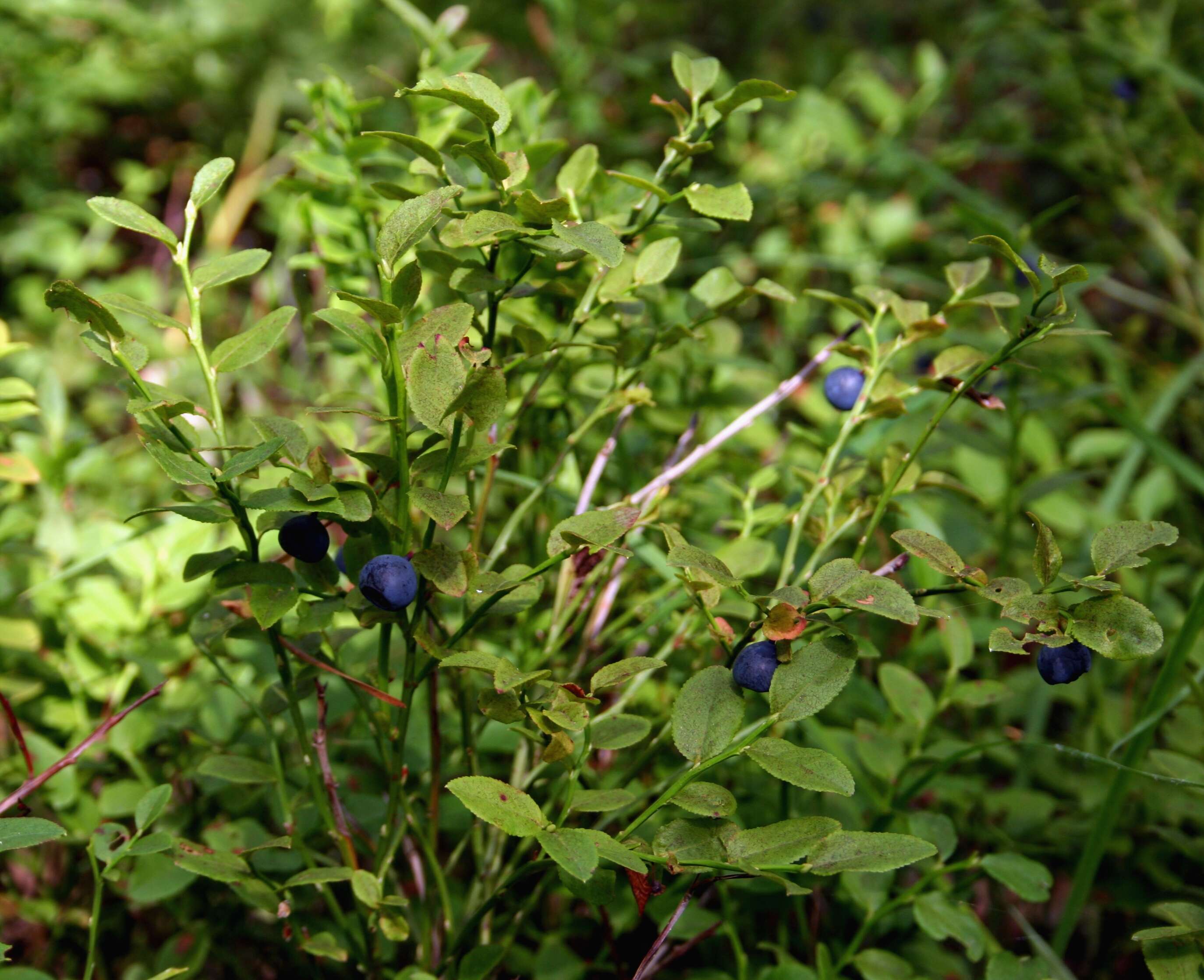 Image of bilberry