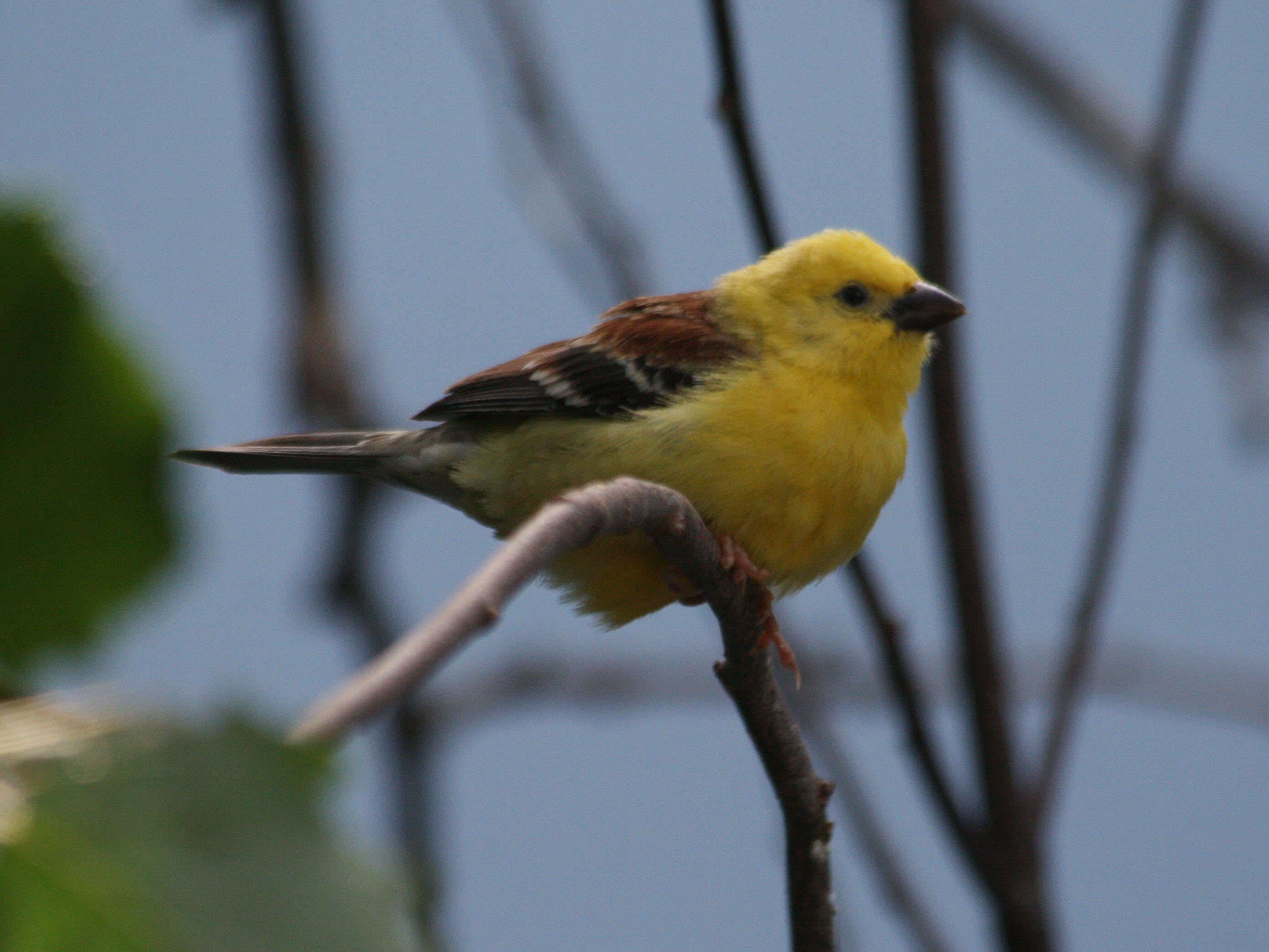 Image of Sudan Golden Sparrow