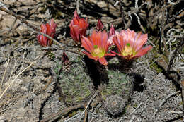 Image de Echinocereus roetteri (Engelm.) Rümpler