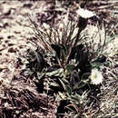 Image of Pappochroma pappocromum (Labill.) G. L. Nesom