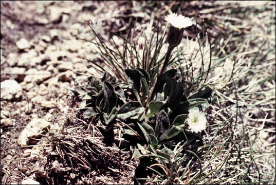 Image of Pappochroma pappocromum (Labill.) G. L. Nesom