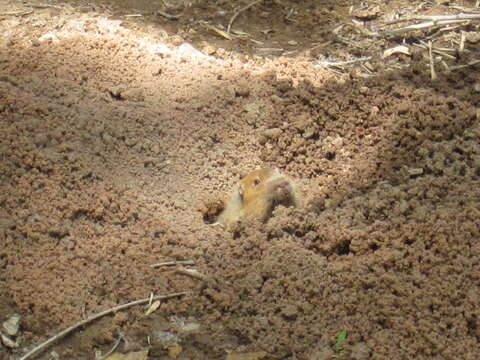 Image of Smooth-toothed pocket gopher