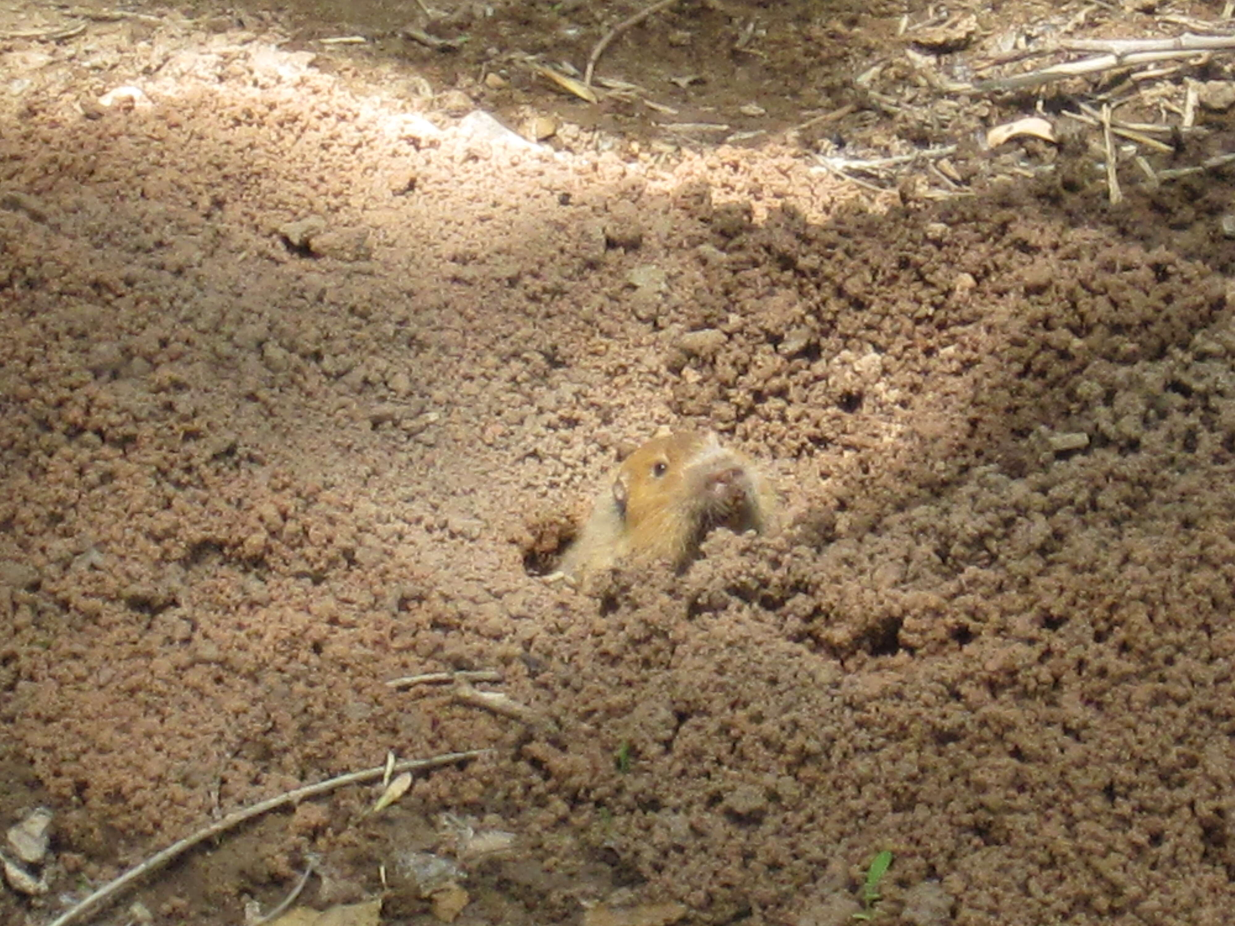 Image of Smooth-toothed pocket gopher