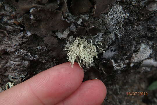 Image of intermediate cartilage lichen