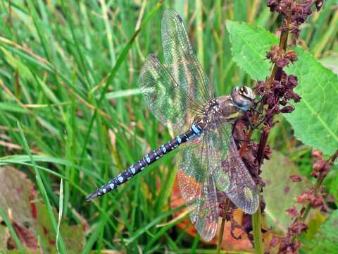 Image of Migrant Hawker