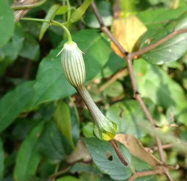 Image of Ceropegia candelabrum L.