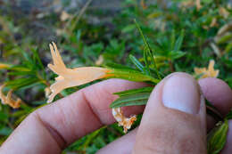 Image of Santa Lucia Mountain bush monkeyflower