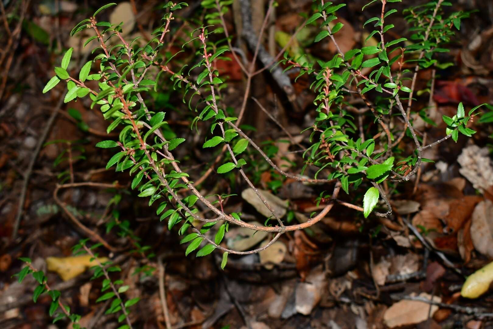 Image of Paxistima myrsinites subsp. mexicana A. M. Navaro & W. H. Blackwell