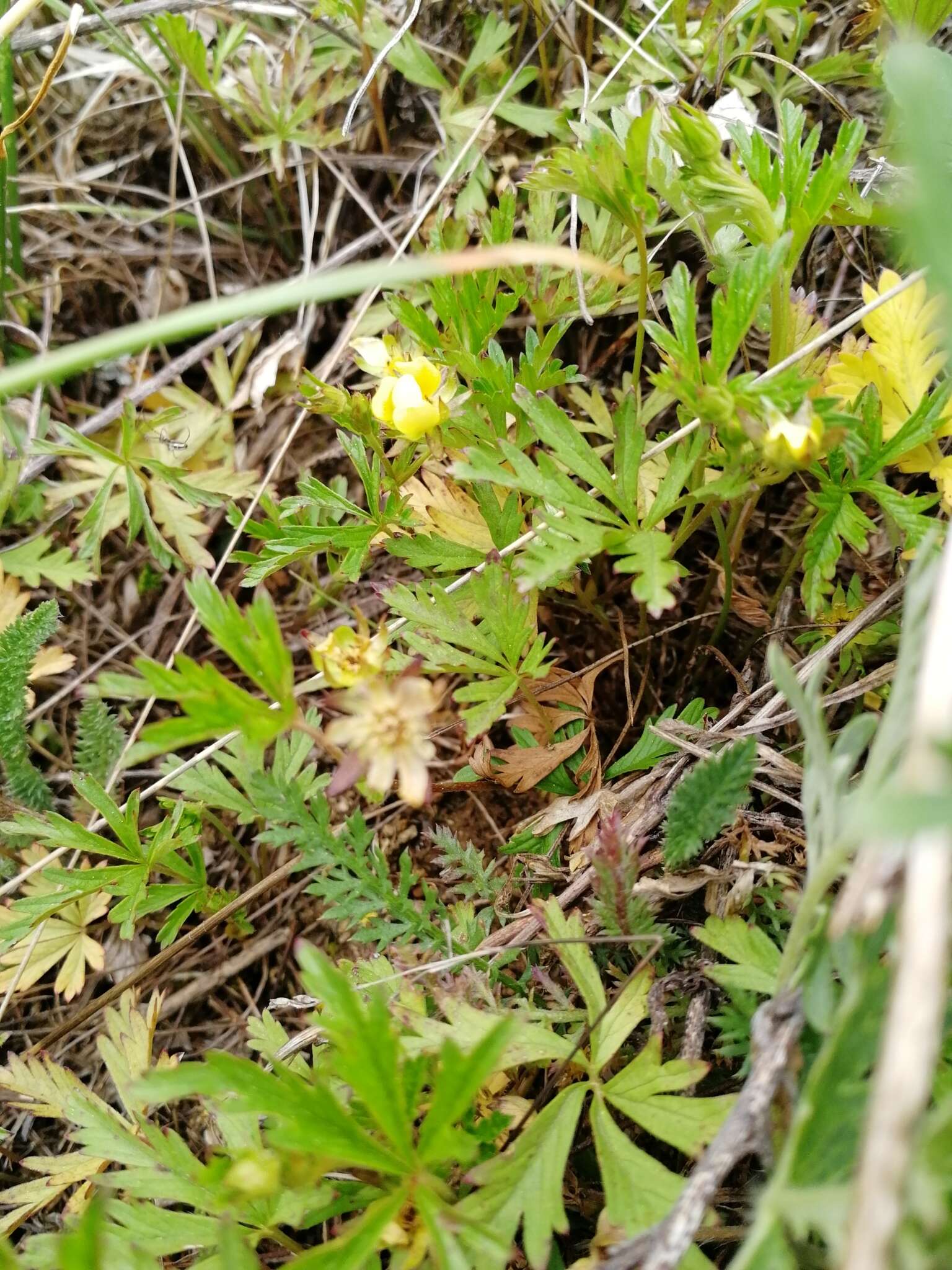 Imagem de Potentilla flagellaris Willd. ex Schltdl.