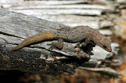 Image of Crenadactylus ocellatus (Gray 1845)