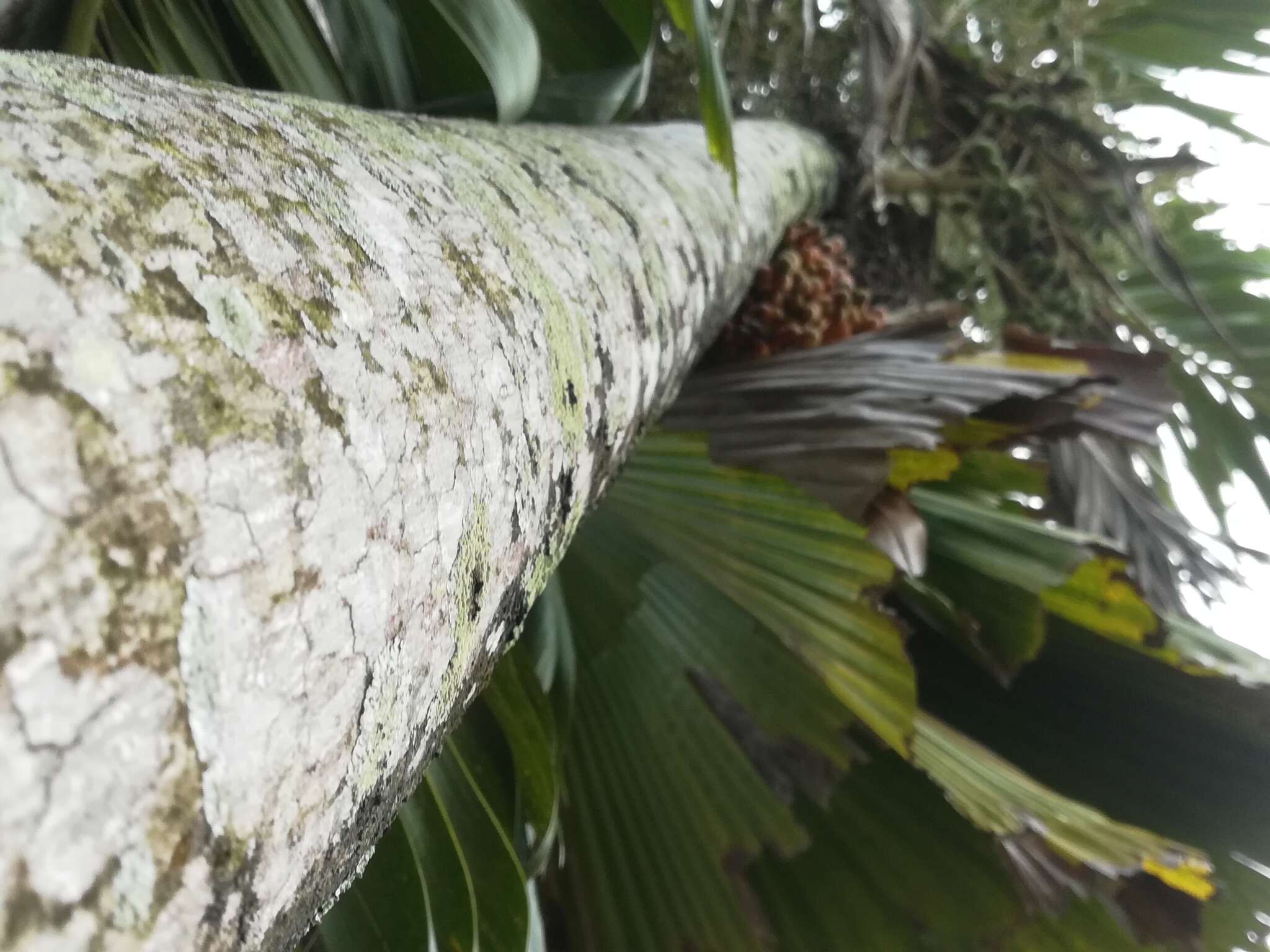 Image of betel palm