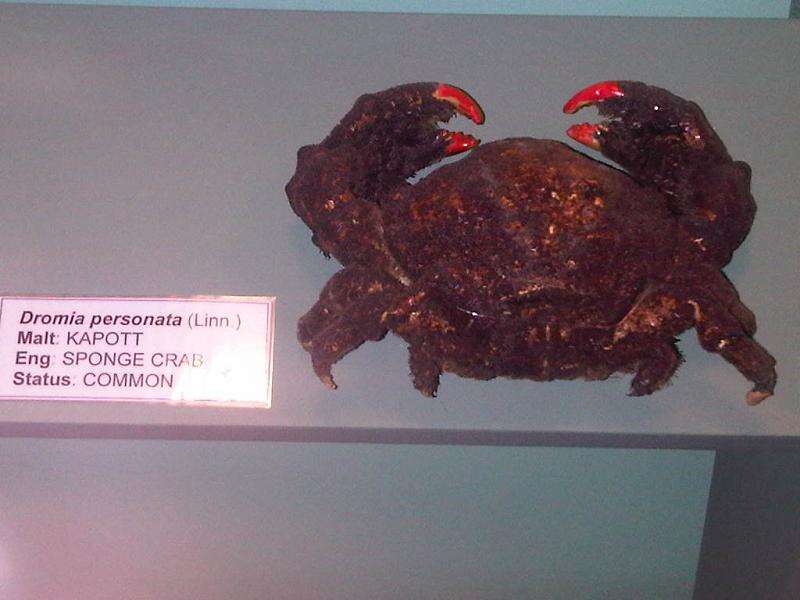 Image of Linnaeus's sponge crab