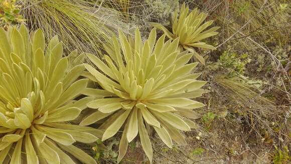 Image of Espeletiopsis muiska (Cuatrec.) Cuatrec.