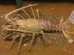 Image of Common Spiny Lobster