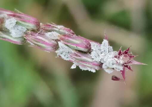 Слика од Phenacoccus solenopsis Tinsley 1898