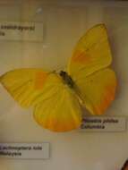 صورة Phoebis philea (Linnaeus 1763)