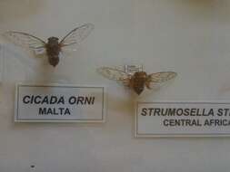 Image of Cicada orni Linnaeus 1758