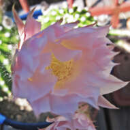 Image of Echinopsis oxygona