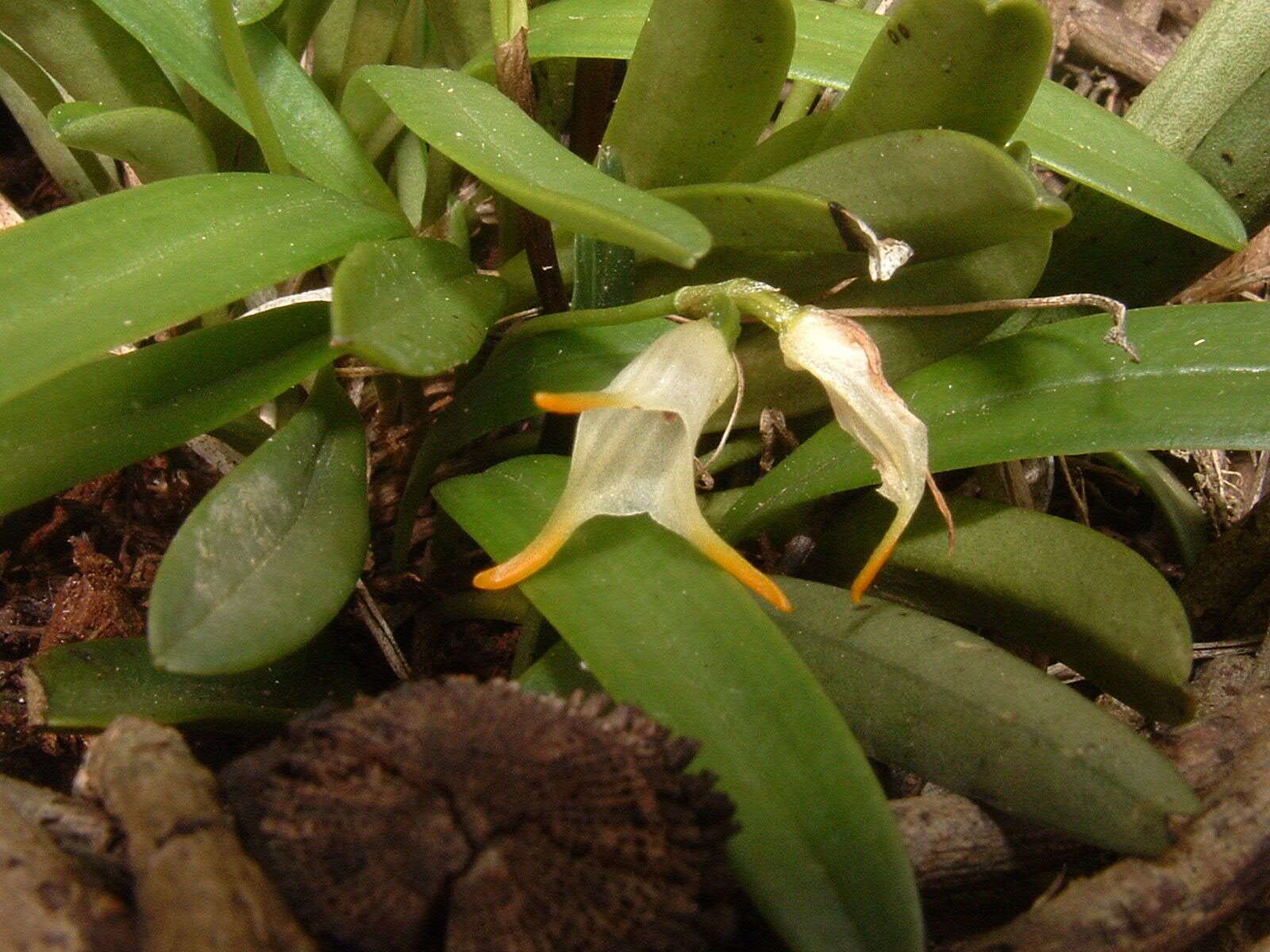 Image of Masdevallia chontalensis Rchb. fil.