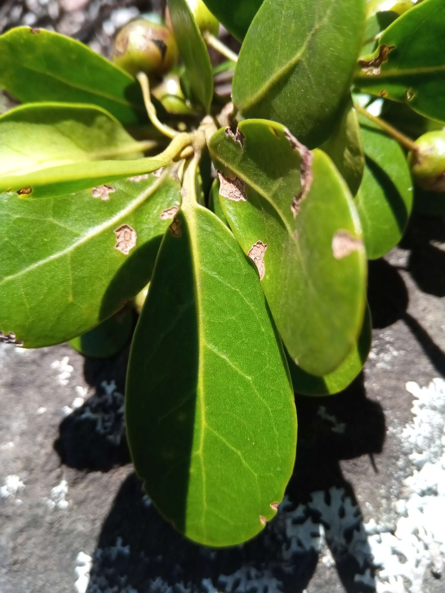 Image of Vitex uniflora Baker