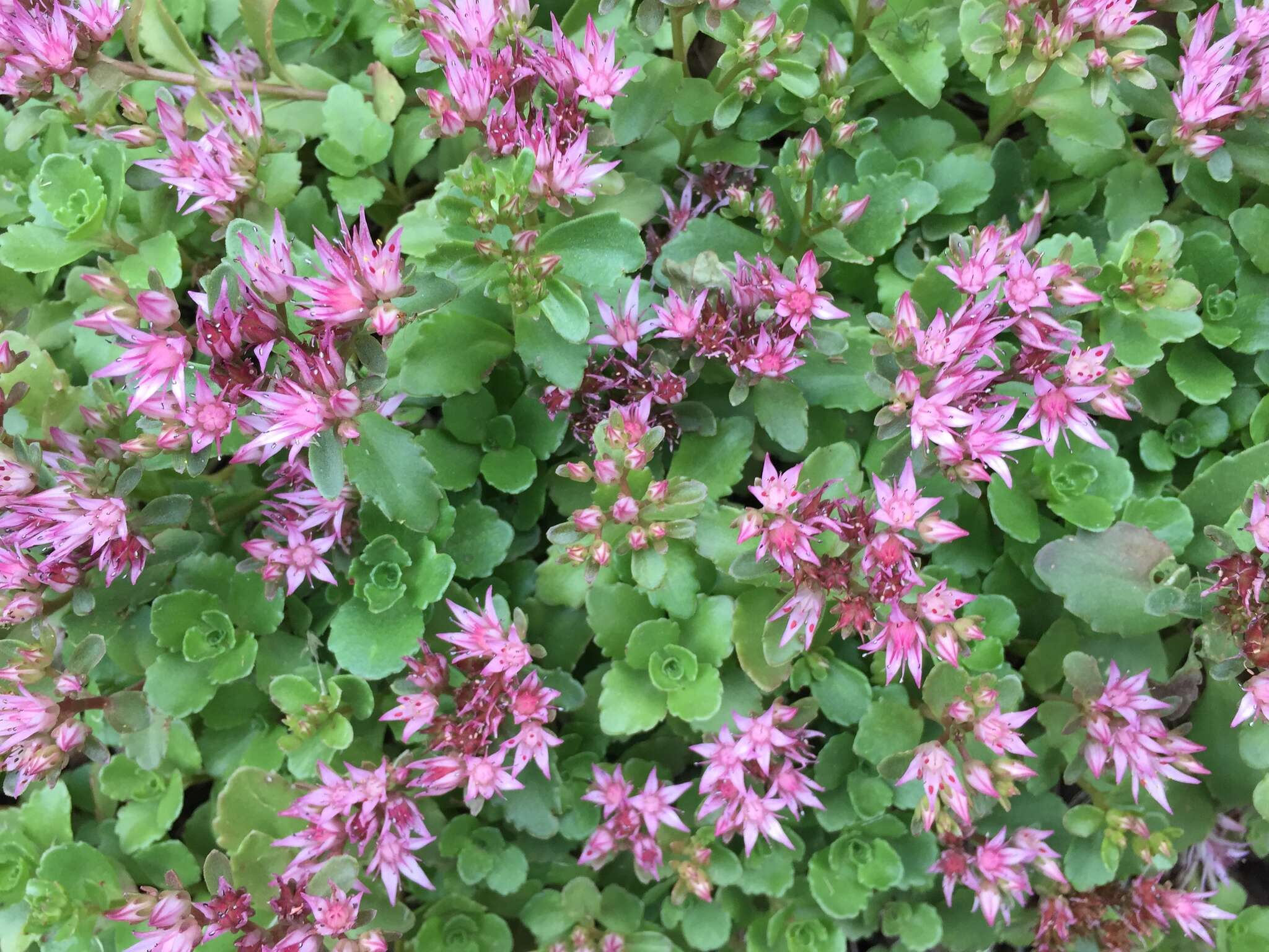 Image of Caucasian stonecrop