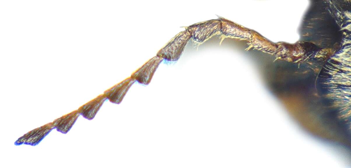 Image of Tomoxia bucephala